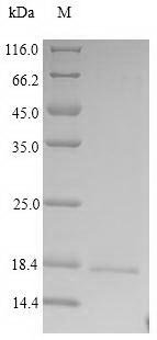 Recombinant Human Bone marrow proteoglycan (PRG2) Protein, Homo sapiens(Human), in vitro E.coli expression system, N-terminal 6xHis-tagged, 17.8kDa, purity >90% as determined by SDS-PAGE.