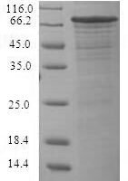 Recombinant Rice Helix-loop-helix DNA-binding domain containing protein, expressed (LOC_Os11g32100) Protein - BioCrest Sci