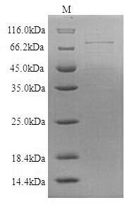 Recombinant Human Desmoglein-1 (DSG1), partial Protein, Homo sapiens(Human), in vitro E.coli expression system, N-terminal 10xHis-SUMO-tagged and C-terminal Myc-tagged, 75.4kDa, purity >90% as determined by SDS-PAGE.