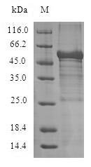 Recombinant Human Adiponectin receptor protein 1 (ADIPOR1) Protein, Homo sapiens (Human), in vitro E.coli expression system, N-terminal 10xHis-SUMO-tagged and C-terminal Myc-tagged, 62.6kDa, purity >85% as determined by SDS-PAGE.