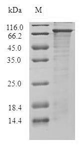Recombinant Human Diacylglycerol kinase epsilon (DGKE) Protein, Homo sapiens (Human), in vitro E.coli expression system, N-terminal 10xHis-SUMO-tagged and C-terminal Myc-tagged, 83.9kDa, purity >85% as determined by SDS-PAGE.