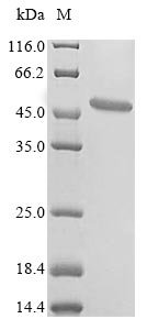 Recombinant Lampetra fluviatilis NADH-ubiquinone oxidoreductase chain 1 (MT-ND1) Protein, Lampetra fluviatilis (European river lamprey) (Petromyzon fluviatilis), in vitro E.coli expression system, N-terminal 10xHis-SUMO-tagged, 53.8kDa, purity >85% as determined by SDS-PAGE.