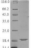 Recombinant Lactococcus lactis subsp. lactis Lipoprotein signal peptidase (lspA) (I65V) Protein - BioCrest Sci