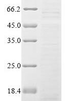 Recombinant Bombyx mori Cecropin-D (CECD) Protein - BioCrest Sci