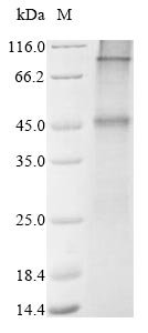 Recombinant Human Glucagon-like peptide 1 receptor (GLP1R) Protein, Homo sapiens (Human), in vitro E.coli expression system, N-terminal 10xHis-tagged, 53.6kDa, purity >85% as determined by SDS-PAGE.