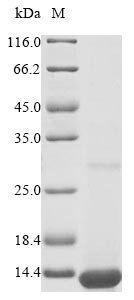 Recombinant Mouse Apolipoprotein C-I (Apoc1) Protein, Mus musculus (Mouse), in vitro E.coli expression system, N-terminal 10xHis-tagged, 12.5kDa, purity >90% as determined by SDS-PAGE.