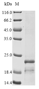 Recombinant African swine fever virus Major structural protein p17 (Ba71V-107) Protein, African swine fever virus (strain Badajoz 1971 Vero-adapted) (Ba71V) (ASFV), in vitro E.coli expression system, N-terminal 10xHis-tagged, 19.2kDa, purity >85% as determined by SDS-PAGE.