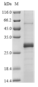 Recombinant Lassa virus Pre-glycoprotein polyprotein GP complex (GPC) Protein, Lassa virus (strain GA391) (LASV), in vitro E.coli expression system, N-terminal 10xHis-tagged, 29.7kDa, purity >85% as determined by SDS-PAGE.