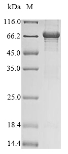 Recombinant Rat MICOS complex subunit Mic60 (Immt), partial Protein, Rattus norvegicus (Rat), in vitro E.coli expression system, N-terminal 10xHis-tagged, 66.3kDa, purity >85% as determined by SDS-PAGE.