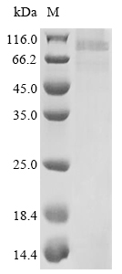 Recombinant Human herpesvirus 7 Envelope glycoprotein B (gB) Protein, Human herpesvirus 7 (strain JI) (HHV-7) (Human T lymphotropic virus), in vitro E.coli expression system, N-terminal 10xHis-tagged, 93.5kDa, purity >85% as determined by SDS-PAGE.
