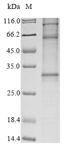 Recombinant Human Leukocyte antigen CD37 (CD37) Protein, Homo sapiens (Human), in vitro E.coli expression system, N-terminal 10xHis-tagged