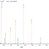 Based on the SEQUEST from database of E.coli host and target protein, the LC-MS/MS Analysis result of CSB-CF012086HU could indicate that this peptide derived from E.coli-expressed Homo sapiens (Human) KCNN4.