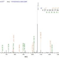 Based on the SEQUEST from database of E.coli host and target protein, the LC-MS/MS Analysis result of CSB-CF018146MO could indicate that this peptide derived from E.coli-expressed Recombinant Mouse Phospholipase D3(Pld3) Pld3.