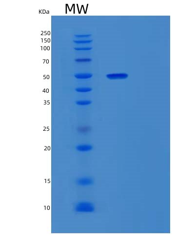 Recombinant Human PD-L1/B7-H1/CD274 Protein
