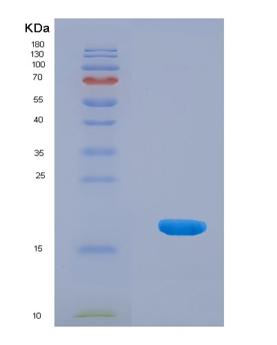 Recombinant Programmed Cell Death Protein 1 Ligand 1 (PDL1)