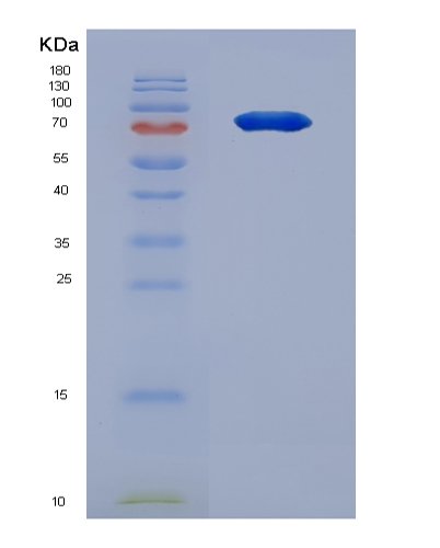 Recombinant Human Thrombopoietin/TPO Protein, HEK293 Cells, C-6His, 90 kDa, purity >90% as determined by SDS-PAGE.