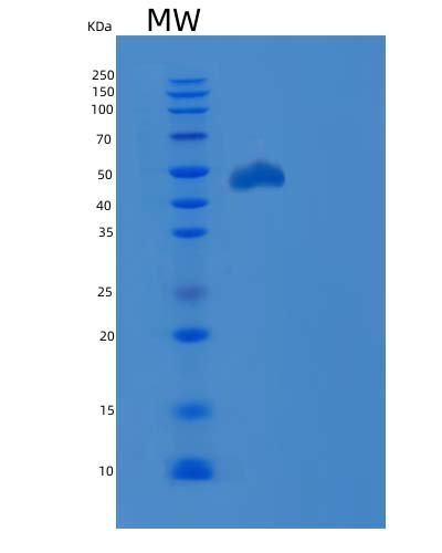 Recombinant Human PD-L1 / B7-H1 / CD274 Protein, HEK293 Cells, C-Fc, 51.7 kDa, purity >85% as determined by SDS-PAGE.