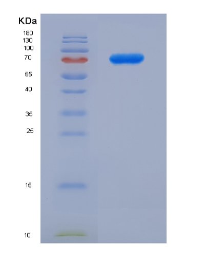 Recombinant Hepatitis A Virus Cellular Receptor 2 (HAVCR2)